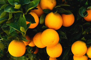 oranges